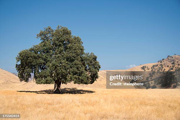 lone california live oak - groenblijvende eik stockfoto's en -beelden