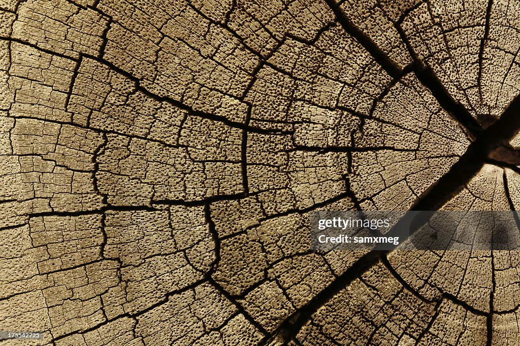 Tree ring