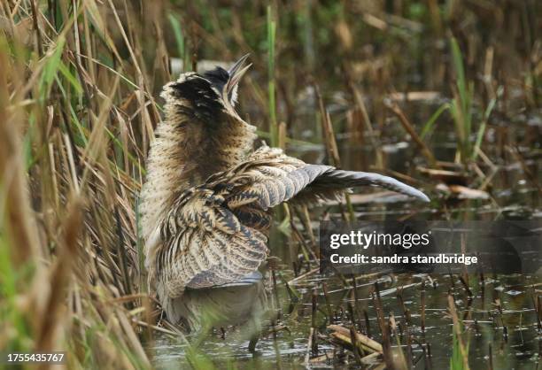 a rare hunting bittern, botaurus stellaris, is standing in a reedbed looking up to the sky and ruffling up its feathers around its neck and streatching out its wing. - ruffling stock pictures, royalty-free photos & images