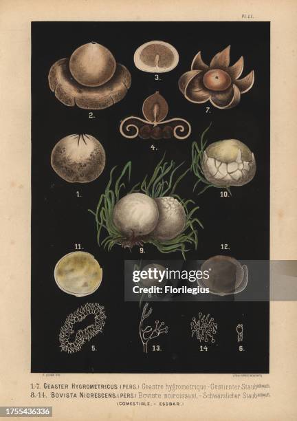 Hygroscopic earthstar, Geastrum hygrometricum, Astraeus hygrometricus, geastre hygrometrique, and brown puffball, Bovista nigrescens, boviste...