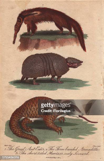 Great anteater, three-banded armadillo and short-tailed manis Cyclopes didactylus, Tolypeutes matacus, Manis pentadactyla Hand-colored copperplate...