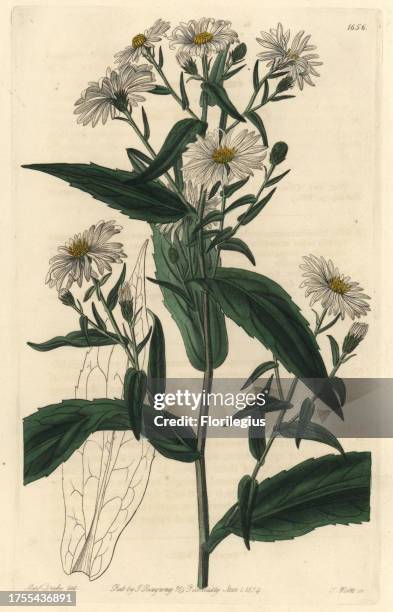 New York aster, Symphyotrichum novi-belgii . Native to North America. Handcoloured copperplate engraving by S. Watts after an illustration by Miss...