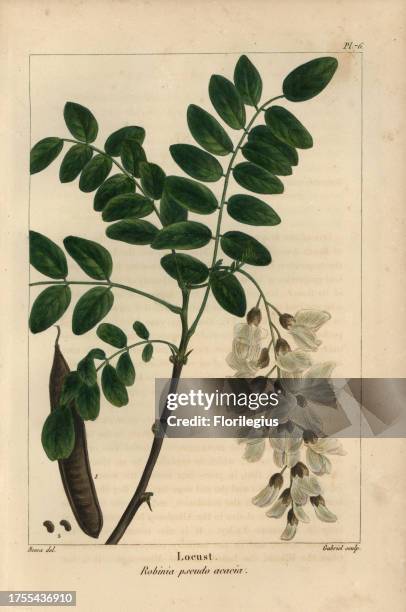 Leaves, flower, pod and seed of the Locust tree, Robinia pseudo acacia. Handcolored stipple engraving from a botanical illustration by Pancrace...