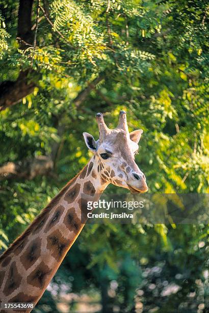 giraffe - zoo stockfoto's en -beelden