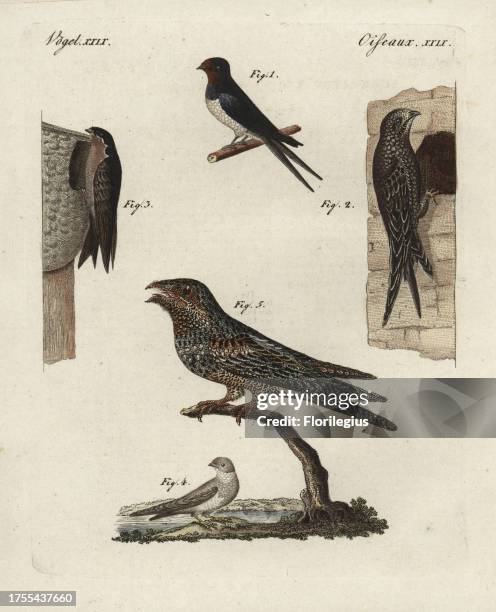 Barn swallow, Hirundo rustica 1, swift, Apus apus 2, house martin, Delichon urbicum sand martin, Riparia riparia 4, and nightjar, Caprimulgus...