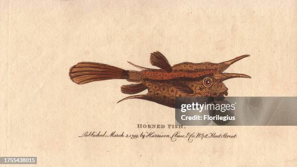 Horned fish or longhorn cowfish Lactoria cornuta 'This very curious fish was originally brought from Madagascar, where it is by no means uncommon.'...