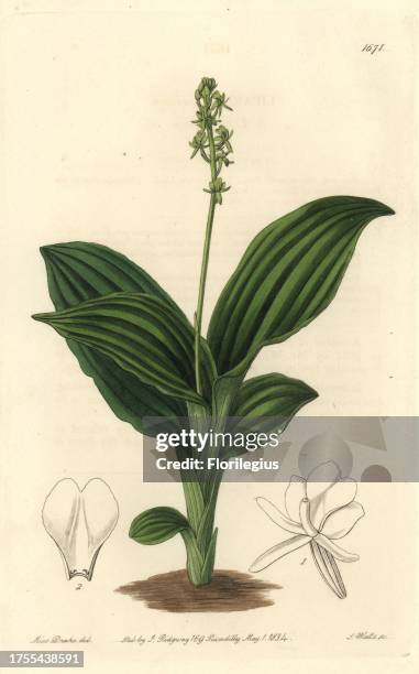 Sierra Leone liparis orchid, Liparis nervosa subsp. Nervosa . Handcoloured copperplate engraving by S. Watts after an illustration by Miss Drake from...