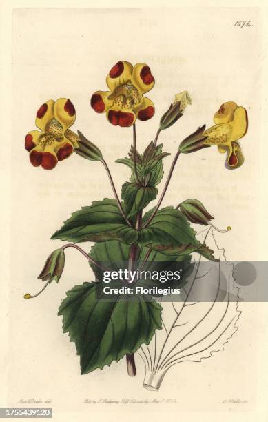 Mr. Smith's monkey flower, Mimulus smithii . Handcoloured copperplate engraving by S. Watts after an illustration by Miss Drake from Sydenham...