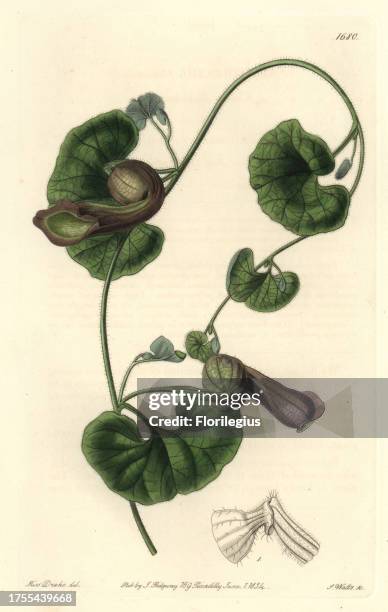 Chilean birthwort, Aristolochia chilensis. Handcoloured copperplate engraving by S. Watts after an illustration by Miss Drake from Sydenham Edwards'...