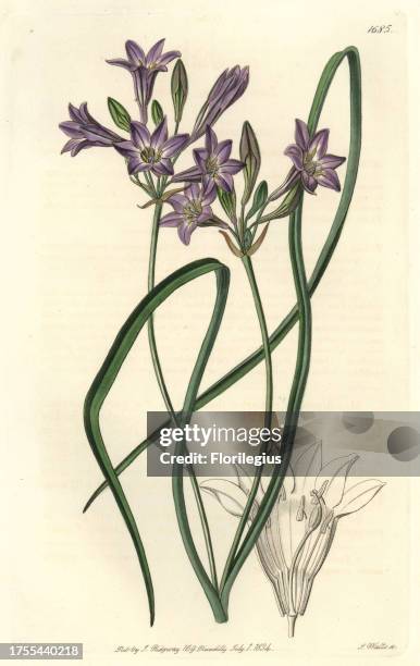 Loose-flowering tritelia or ithuriel's spear, Tritelia laxa. Handcoloured copperplate engraving by S. Watts after an illustration by Miss Drake from...