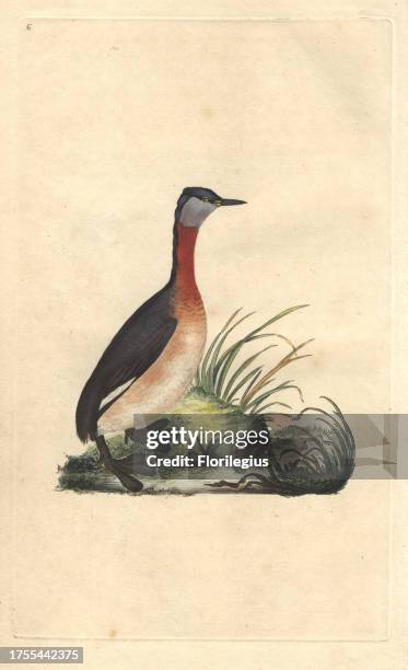 Red-necked grebe with dark brown and chestnut red plumage. Podiceps grisegena Edward Donovan was an Anglo-Irish amateur zoologist, writer, artist and...