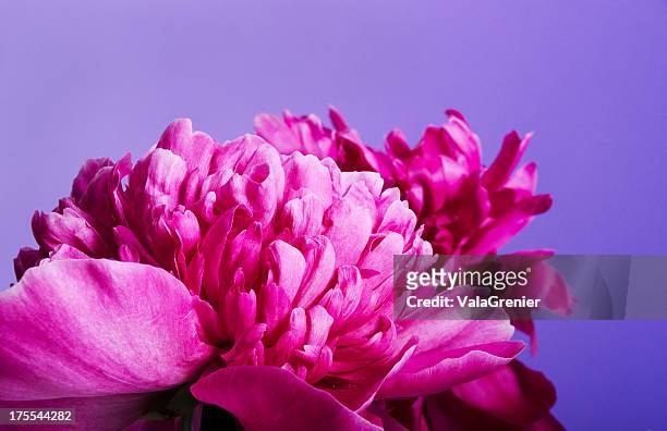 dark fuschia peony on purple. - fuchsia flower stock pictures, royalty-free photos & images