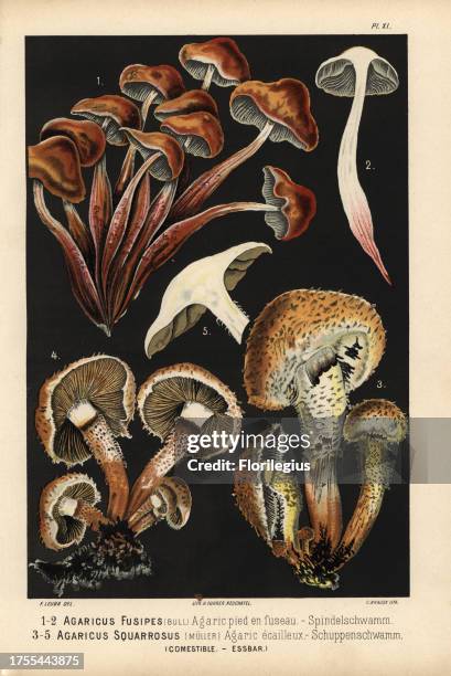 Spindleshank fungus, Gymopus fusipes, Agaricus fusipes, Agaric pied en fuseau, Shaggy scalycap, Pholiota squarrosa, Agaricus squarrosus, Agaric...