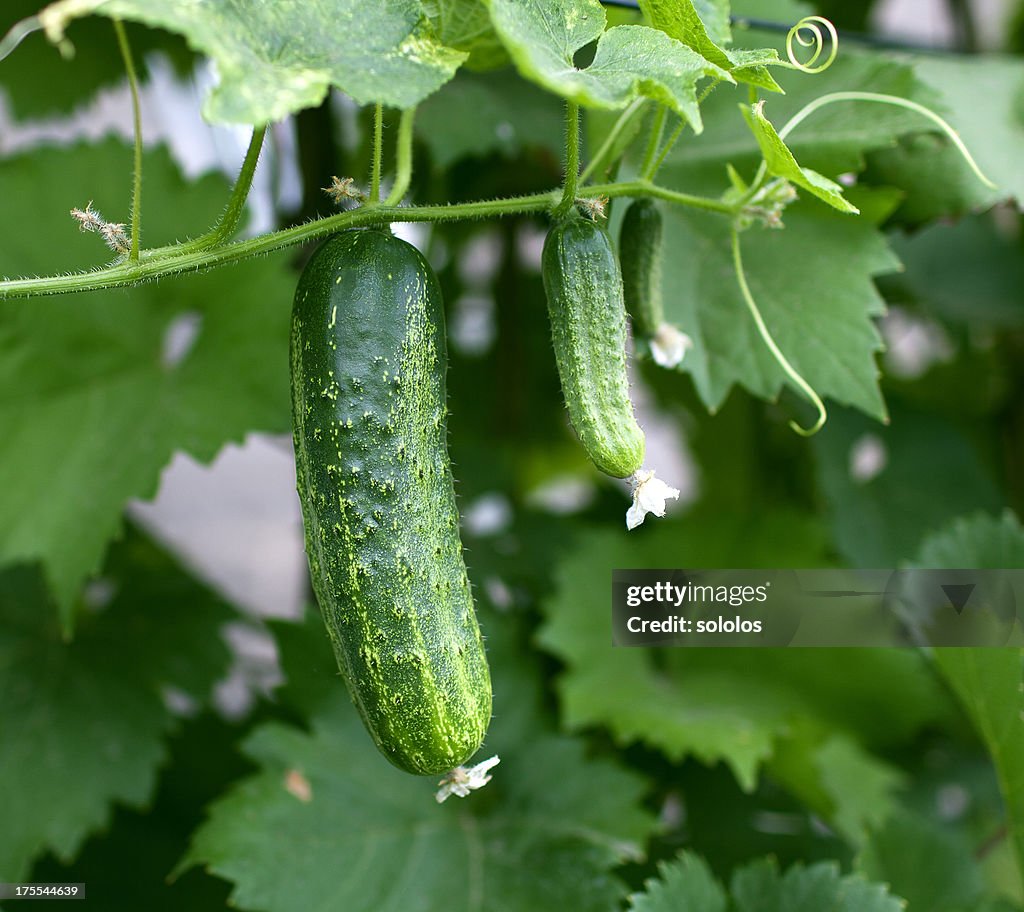 Cucumbers