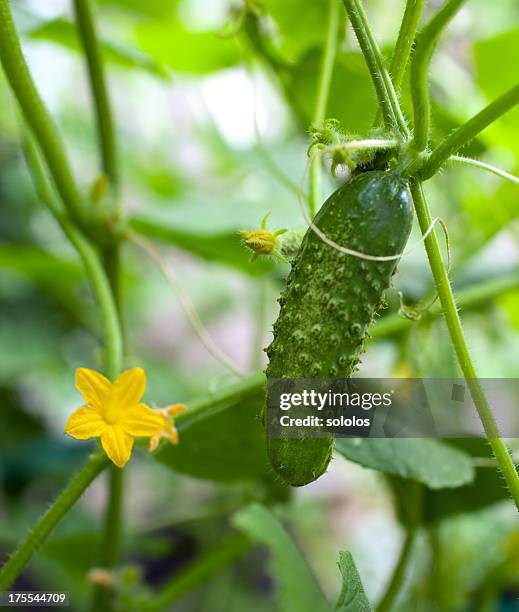 gurke und blume - cucumber leaves stock-fotos und bilder