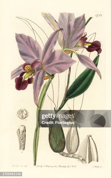 Two-edged laelia orchid, Laelia anceps. Handcoloured copperplate engraving by S. Watts after an illustration by Miss Drake from Sydenham Edwards'...