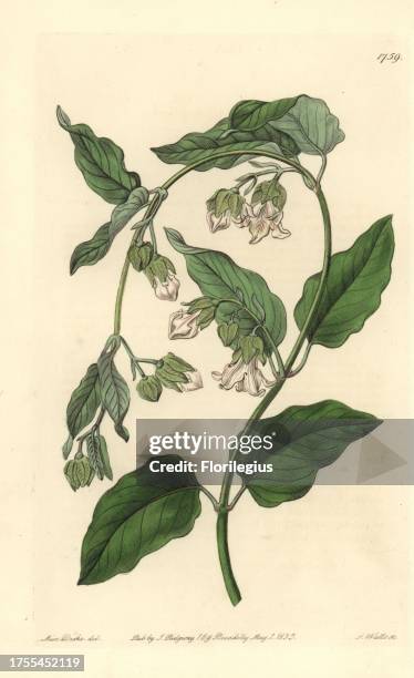 Bladder Flower 13 Albens Stock Photos, High-Res Pictures, and Images - Getty Images