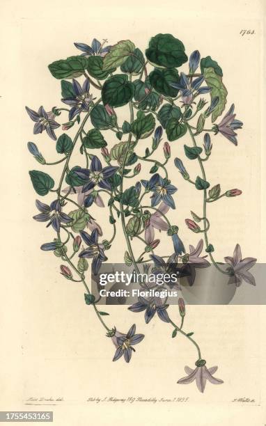 Harebell of St. Angelo or Adriatic bellflower, Campanula garganica. Handcoloured copperplate engraving by S. Watts after an illustration by Miss...