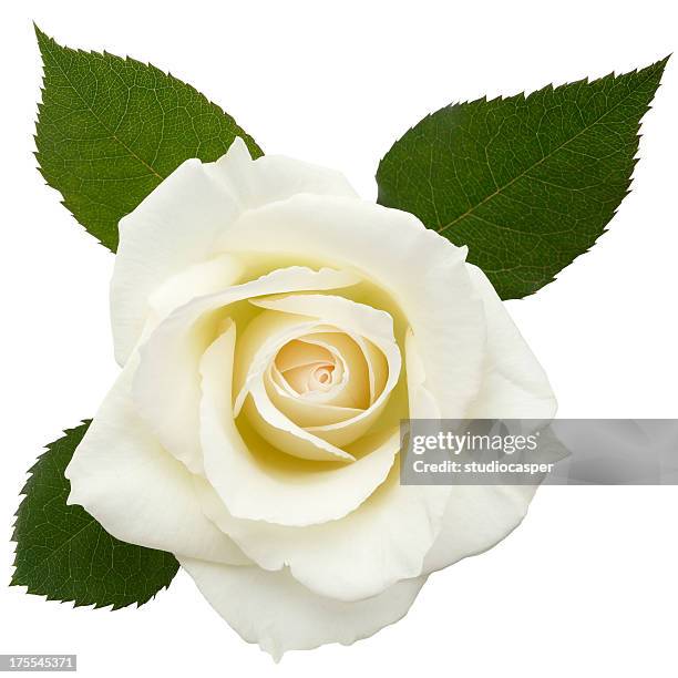 white roses　/clipping path - ros bildbanksfoton och bilder