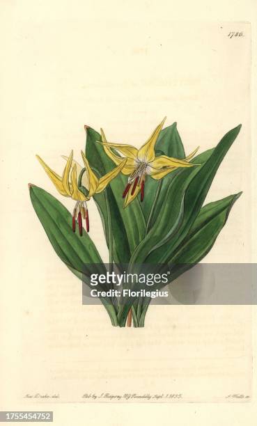 Large American dog's-tooth violet or glacier lily, Erythronium grandiflorum. Handcoloured copperplate engraving by S. Watts after an illustration by...