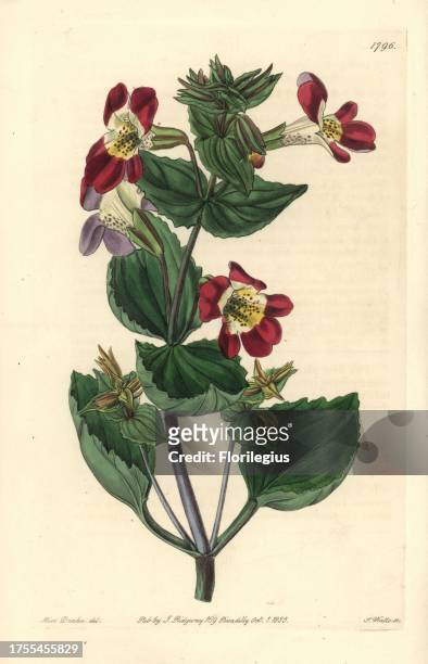 Variegated monkey-flower, Mimulus luteus var. Variegatus. Handcoloured copperplate engraving by S. Watts after an illustration by Miss Drake from...