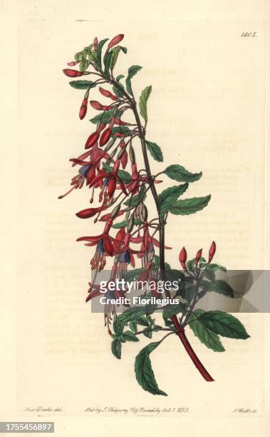 Hummingbird fuchsia, Fuchsia magellanica . Native to the Falkland Islands and South America. Handcoloured copperplate engraving by S. Watts after an...
