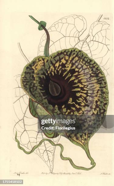 Stinking birthwort, Aristolochia arborescens . Handcoloured copperplate engraving by S. Watts after an illustration by Miss Drake from Sydenham...