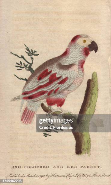 Ash-coloured and red parrot or African grey parrot, Psittacus erithacus. Endangered. 'Buffon observes that the Grey parrot, as the Cinereous Guinea...