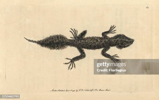 Broad-tailed gecko, Phyllurus platurus Broad-tailed lizard, Lacerta platura Handcolored copperplate engraving from George Shaw and Frederick Nodder's...