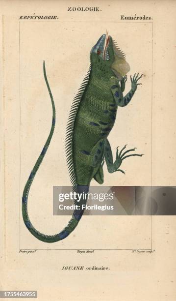 Common green iguana, iguane ordinaire, Iguana iguana. Handcoloured copperplate stipple engraving from Jussieu's 'Dictionnaire des Sciences...