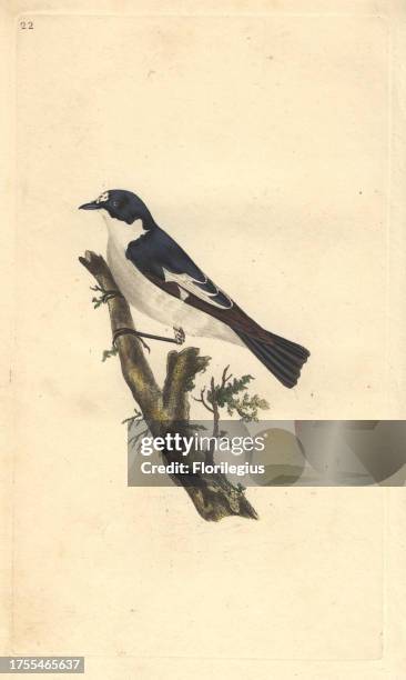 Pied flycatcher with striking black and white plumage perched on a tree branch. Ficedula hypoleuca Edward Donovan was an Anglo-Irish amateur...