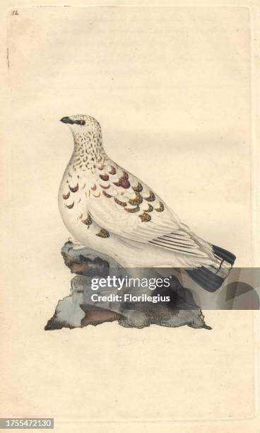 Ptarmigan grouse or white game in its mottled white and brown plumage. Lagopus lagopus Edward Donovan was an Anglo-Irish amateur zoologist, writer,...