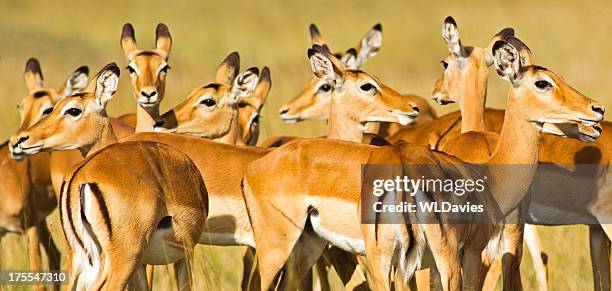 impala herd - impala stock pictures, royalty-free photos & images