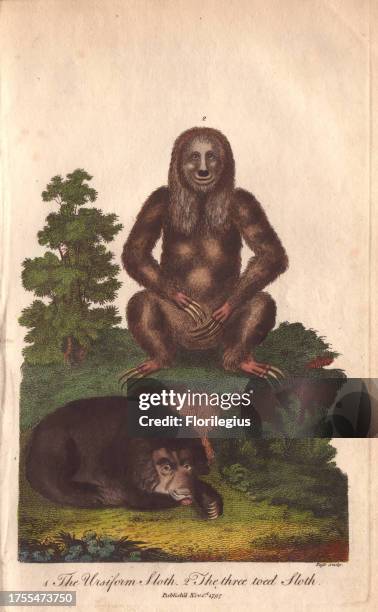 Ursiform sloth and Three-toed sloth Hand-colored copperplate engraving from a drawing by Johann Ihle from Ebenezer Sibly's 'Universal System of...