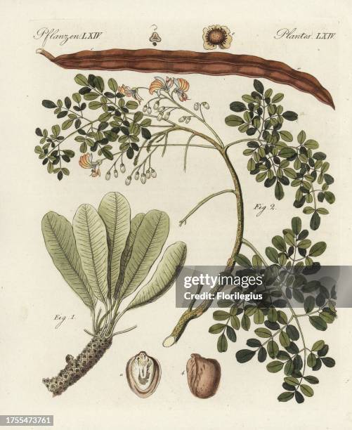 Shea butter tree, Vitellaria paradoxa, vulnerable 1, and ben nut or drumstick tree, Moringa oleifera 2 with seed pod. Handcoloured copperplate...