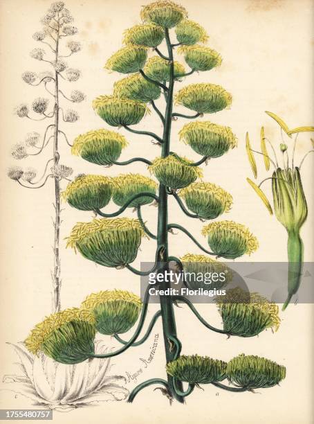 American aloe or century plant, Agave americana, with engraving of full plant behind coloured illustration of flowers. Handcoloured zincograph by...