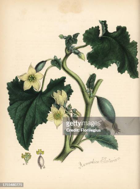 Squirting cucumber or exploding cucumber, Ecballium elaterium . Handcoloured zincograph by Chabots drawn by Miss M. A. Burnett from her "Plantae...