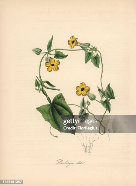 Black-eyed susan vine, Thunbergia alata. Handcoloured zincograph by C. Chabot drawn by Miss M. A. Burnett from her "Plantae Utiliores: or...