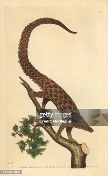 Four-toed manis, Long-tailed Pangolin or Black-bellied Pangolin Manis tetradactyla Scaly anteater native to Africa and Asia. Illustration signed SN ....