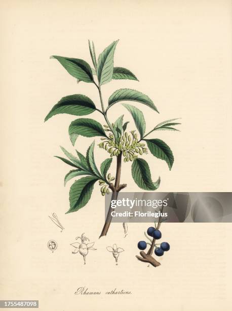 Purging buckthorn, Rhamnus cathartica , with leaf, berry, seed and branch. After an illustration by G. Reid in Churchill and Stephenson's "Medical...