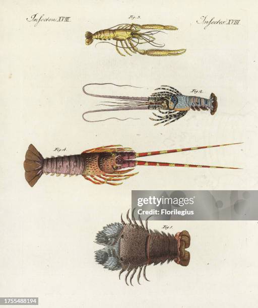 Slipper lobster, Scyllarides squammosus 1, homard lobster, Homarus gammarus 2, pitu shrimp, Macrobrachium carcinus 3, and spiny lobster, Palinurus...