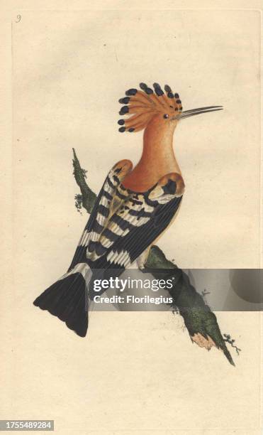 Common hoopoe with pale reddish brown crest and neck, black and white wings, black tail with white crescent. 'In England, its visits were formerly...