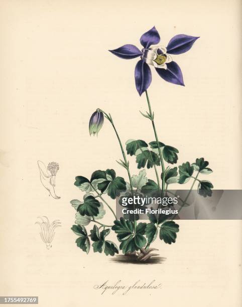 Glandular or Siberian columbine, Aquilegia glandulosa. Copied from an engraving by Miss Maund in "The Botanist." Handcoloured zincograph by C. Chabot...