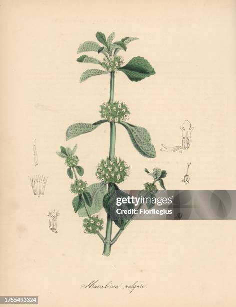 White horehound, Marrubium vulgare. Handcoloured zincograph by C. Chabot drawn by Miss M. A. Burnett from her "Plantae Utiliores: or Illustrations of...