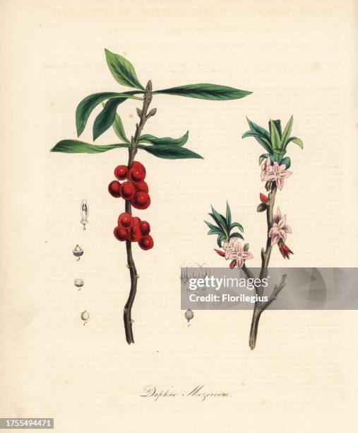 Commoderate 29 Olive Branch Miss Stock Photos, High-Res Pictures, and Images ...