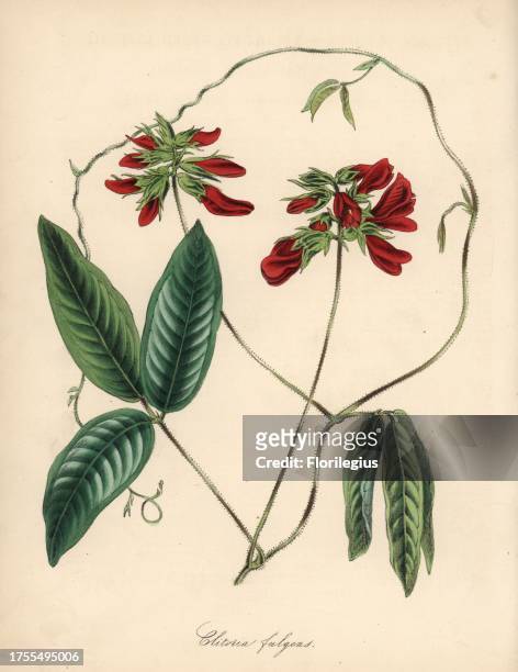 Camptosema scarlatinum var. Pubescens . Handcoloured zincograph by C. Chabot drawn by Miss M. A. Burnett from her "Plantae Utiliores: or...