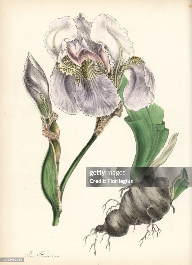 Florentine iris