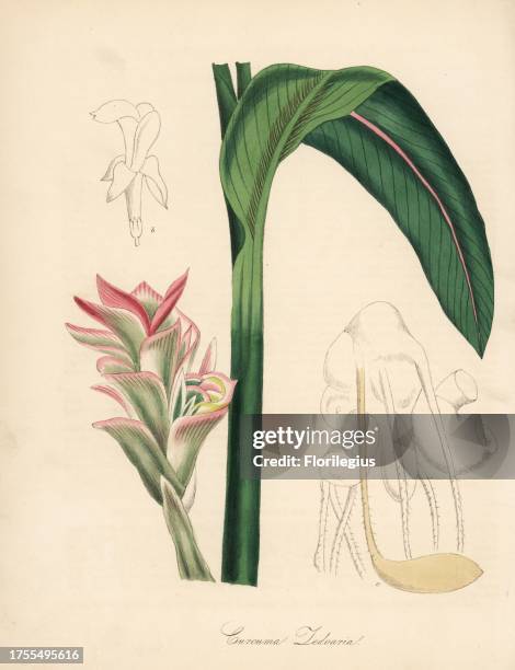 White turmeric, kentjur or zedoary, Curcuma zedoaria. Taken from Stephenson and Churchill's "Medical Botany." Handcoloured zincograph by C. Chabot...