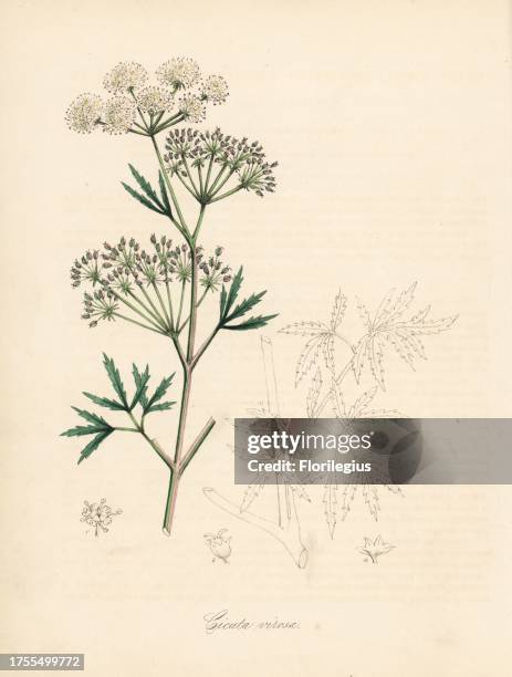 Long-leaved water hemlock or cowbane, Cicuta virosa. Handcoloured zincograph by C. Chabot drawn by Miss M. A. Burnett from her "Plantae Utiliores: or...