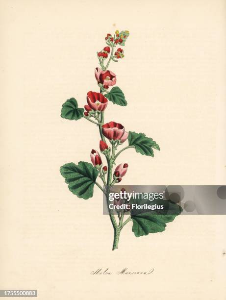 Munro's globemallow, Sphaeralcea munroana . Handcoloured zincograph by C. Chabot drawn by Miss M. A. Burnett from her "Plantae Utiliores: or...